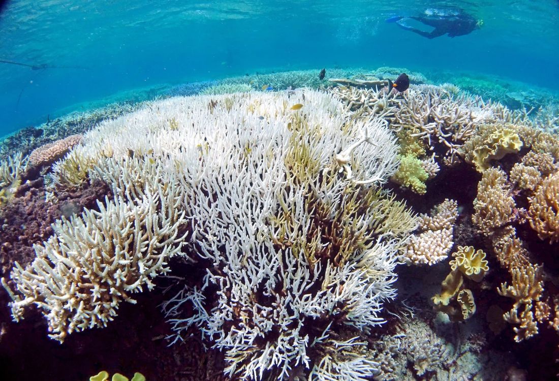 Image of bleached coral reef section.