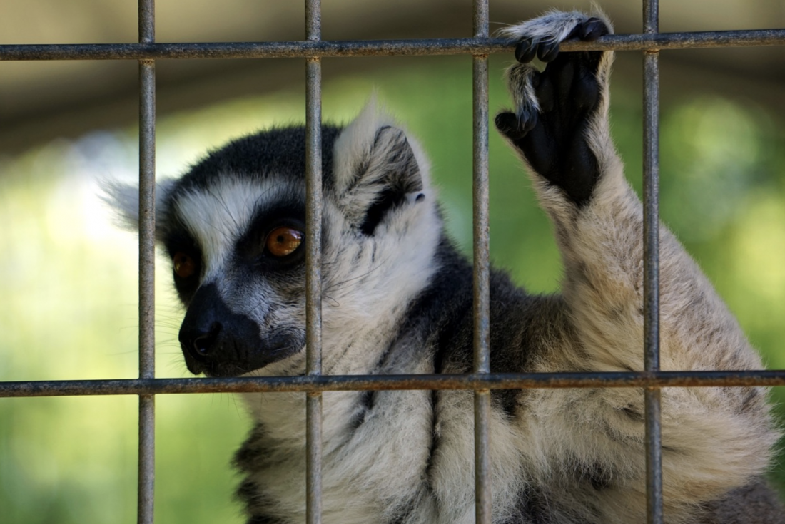 caged lemur