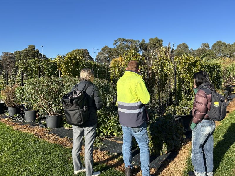 People standing among potted plants in an outdoor growing area