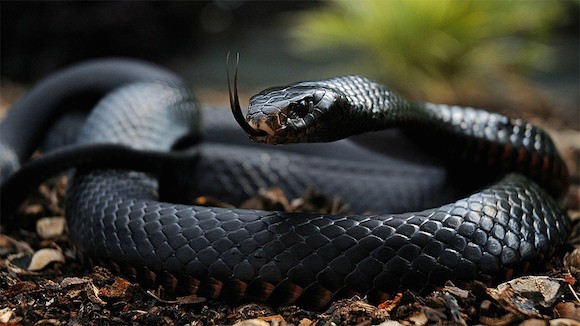 An Australian Red Bellied Black Snake.