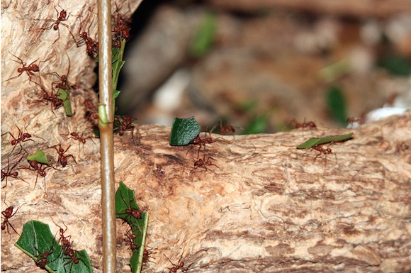 Ants carrying leaves