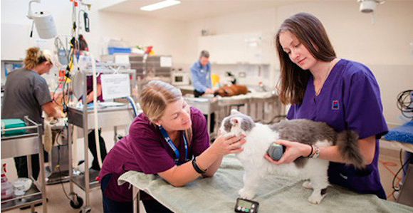 U-vet Animal Hospital. Vets checking a cat. 