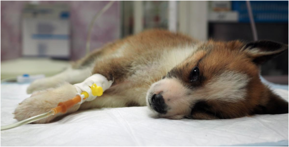 Image of a puppy getting an intravenous drip.