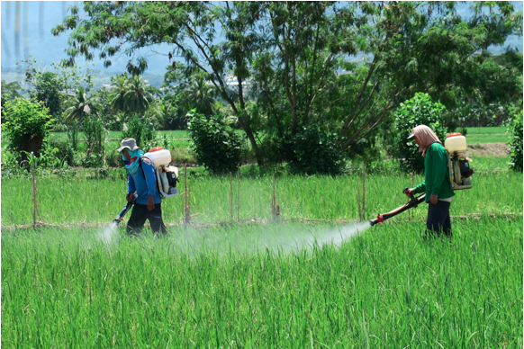 Image of farm workers spraying chemicals on crops in a farm.