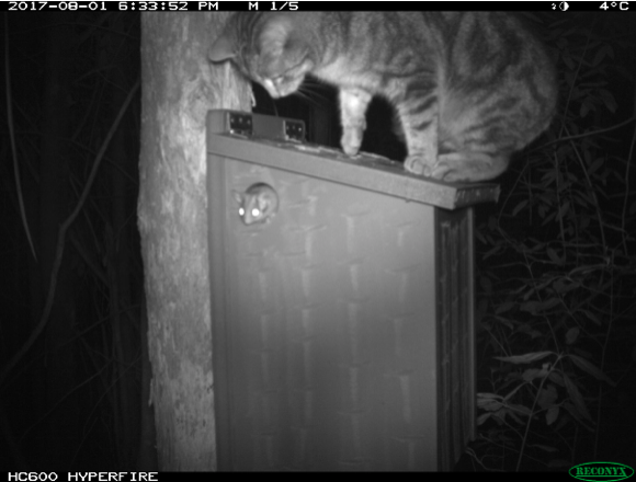 Image of a cat hunting a Leadbeater possum.