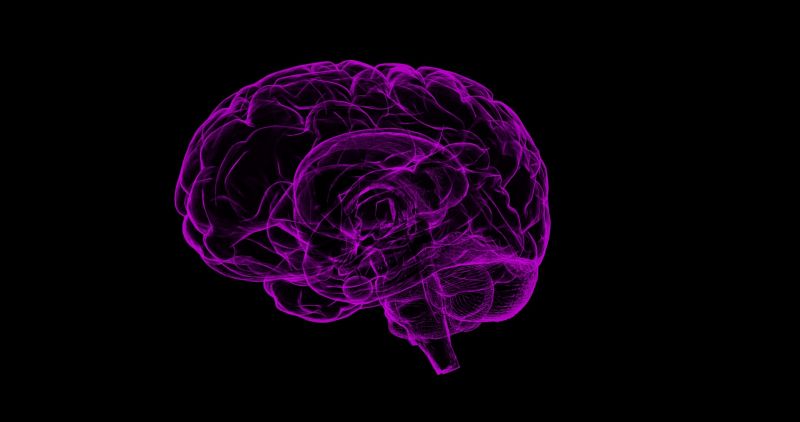 Purple outline of a brain on a black background