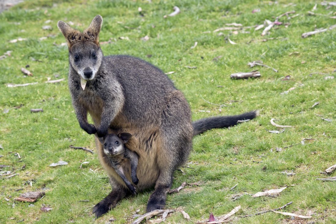 Swamp wallaby is always pregnant