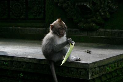 A monkey in Indonesia 