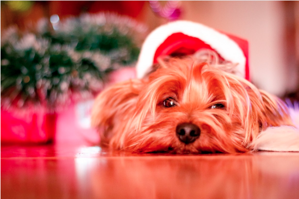 Keeping pets safe during the festive season