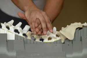 Hands on a foam spine for teaching purposes