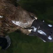 Platypus Gary Rampage