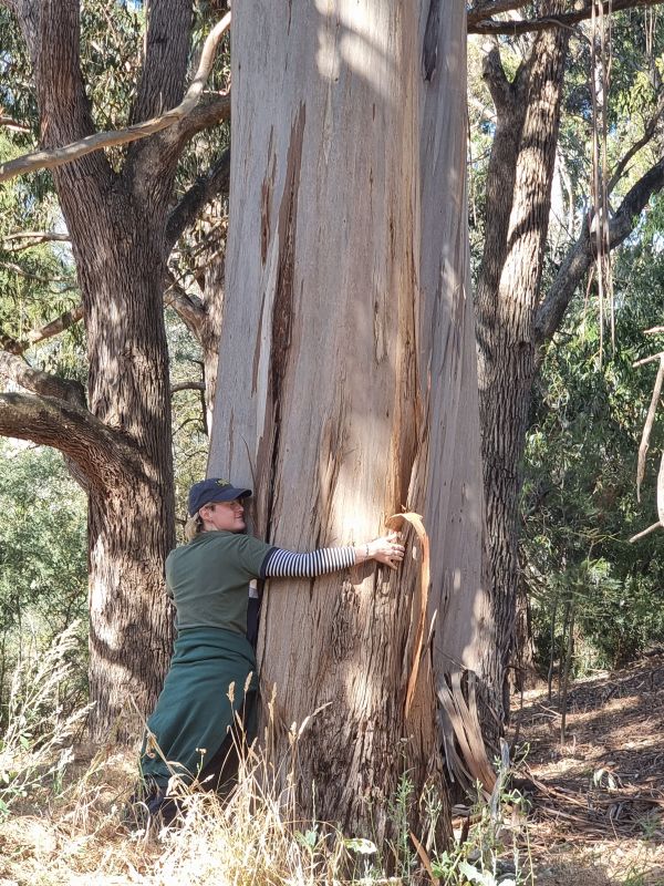 Sustainability staff member with cap on embracing a large remnant Eucalypt at Creswick campus